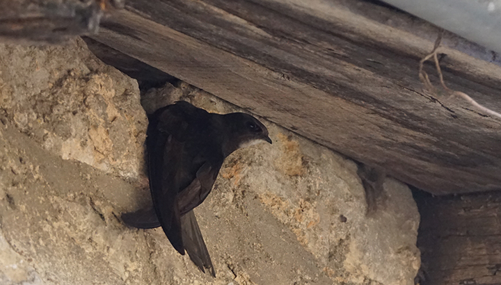 Balade urbaine à la découverte des martinets et hirondelles